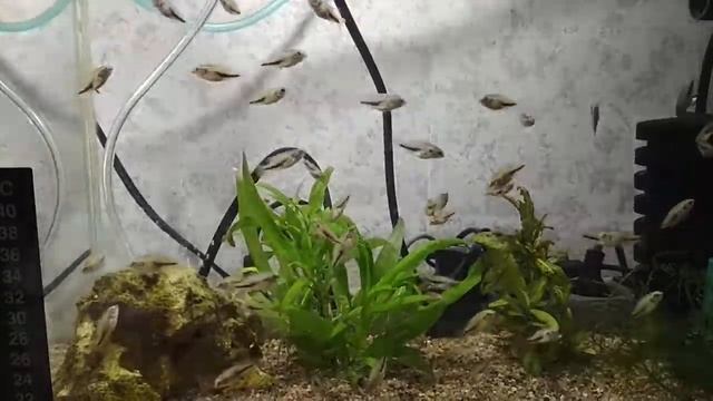 Аквариумные рыбки Хромисы красавцы смотреть онлайн