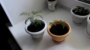 Жакаранда из семян. [Надежда и Мир]