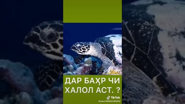 Домулло Хочи Мирзо Малах Х,алол аст ë на?? #ISLAMSEMYA смотреть онлайн