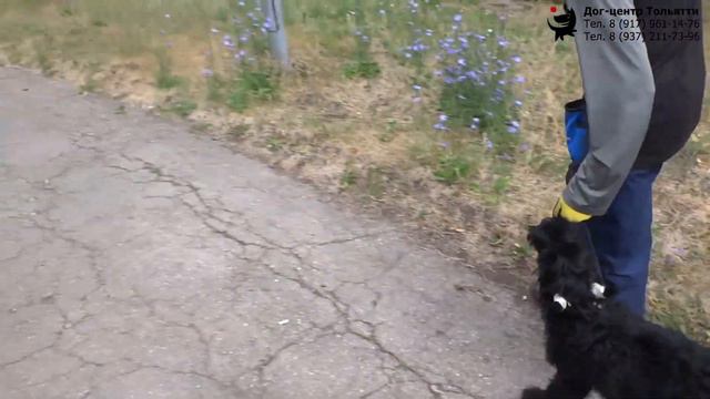 Учим щенка не отвлекаться на запахи. Шигаев Роман и ризеншнауцер Куба. Тольятти, 1 июля 2019. смотреть онлайн