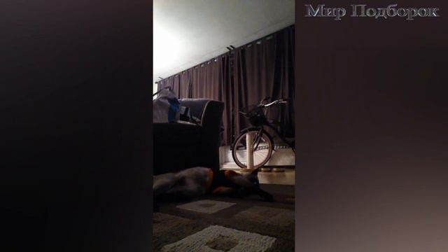 Смешные Животные Ненавидят Их Одежду - Смешные Животные 2017 (Выпуск #4) смотреть онлайн