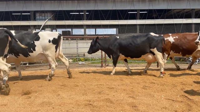 Alan & Lori Andrus Dairy Cattle Retirement Auction - Lot 27 смотреть онлайн