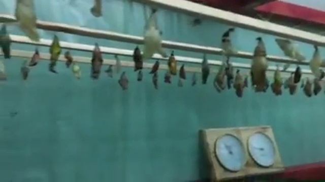 Выставка бабочек#финансовая грамотность#бизнес#