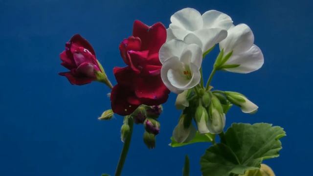 красивая и спокойная музыка , для восстановление работы нервной системы и хорошего настроения??? смотреть онлайн