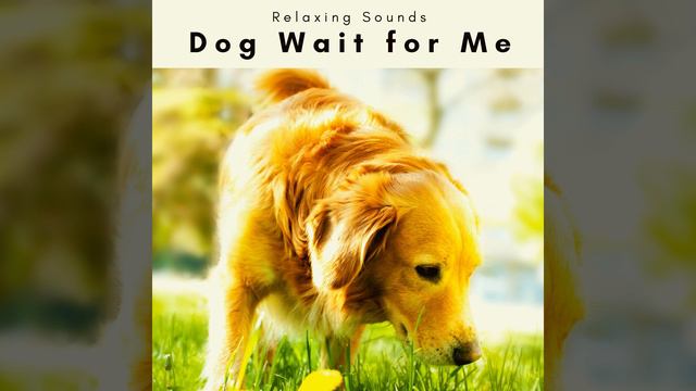 Calm Sea Music for Home Dogs Pt. 3 смотреть онлайн
