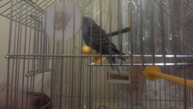 КЕША МОЧИТ!!!! КУВЫРКАЕТСЯ И ЛОЖИТСЯ НА СПИНУ, УГАР!!!!!