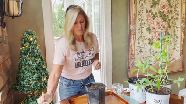 How to Grow Sunflowers From Seed at Home смотреть онлайн