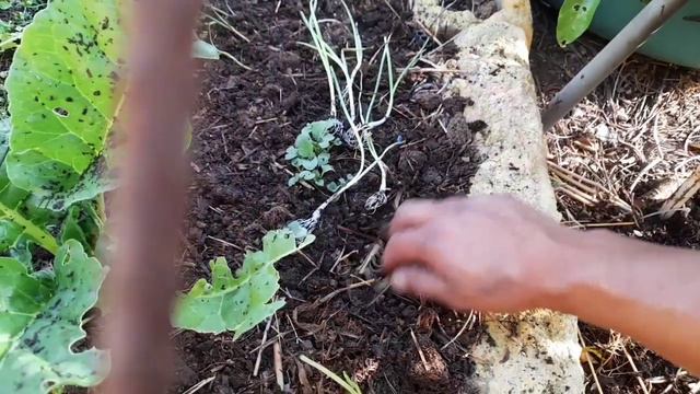 Nueva Integrante Del Huerto Y Transplante De Almacigos De Cebolla.