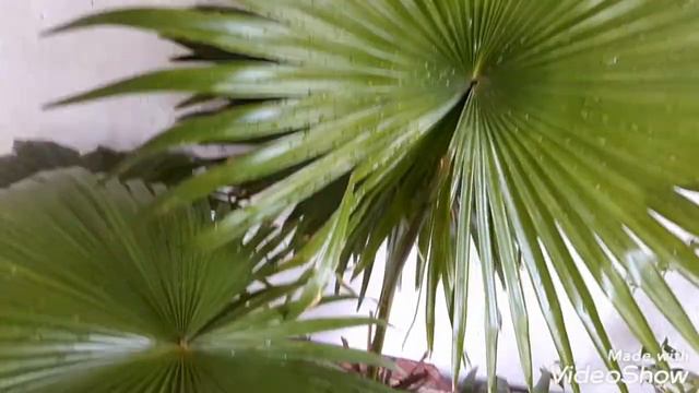 How to care china palm|fan palm|livistona chinesis|about China palm|types of palm|outdoor plant| смотреть онлайн