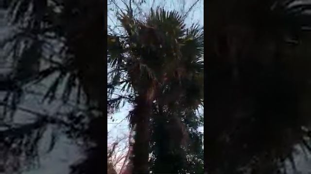 ДАЧА,ДЕКАБРЬ 2021 ГОДА!!!ПАЛЬМЫ В САДУ!!!????? смотреть онлайн