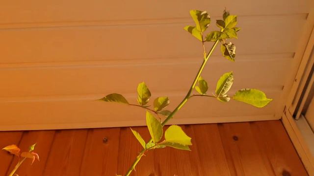 Розы на балконе 11.12.20