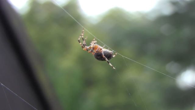 Spider macro by Canon Legria HF M306 смотреть онлайн