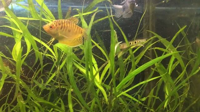 Глазчатый змееголов, малек смотреть онлайн