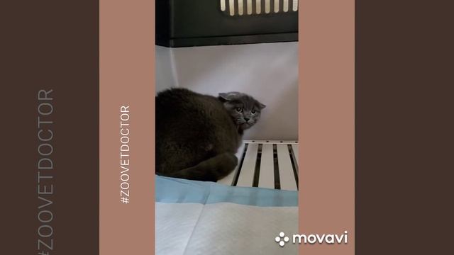 Отравление ядами собак и кошек, первая помощь ветеринарная клиника #zoovetdoctor смотреть онлайн