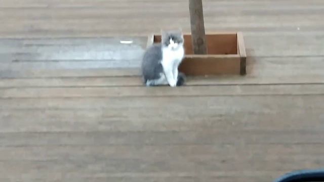 Бонита первый в Коломне! | Йорк в Коломне! (1 часть) смотреть онлайн