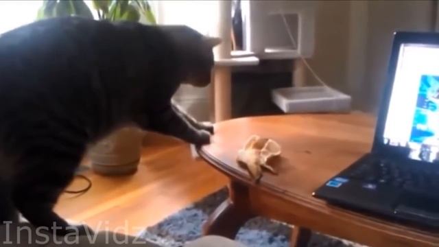 En İyi Korkak Kediler Gülmek Garanti :D :D :D - 2016 смотреть онлайн