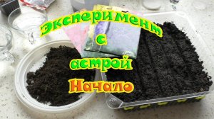 Посев астры. Пробуем разбудить семена. Эксперимент