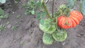 Томаты Бийская роза