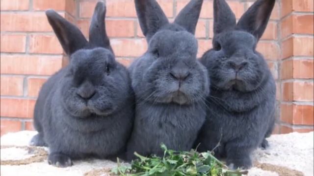 Венский голубой кролик смотреть онлайн