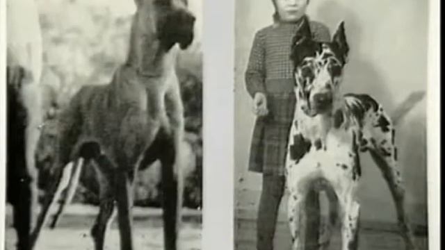 4 лапи Німецький дог