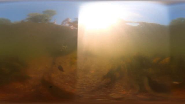 VR. Видео 360. Персональный Видео регистратор 360. Insta 360 one X2 проверка гидрозащиты:) Рыба! смотреть онлайн