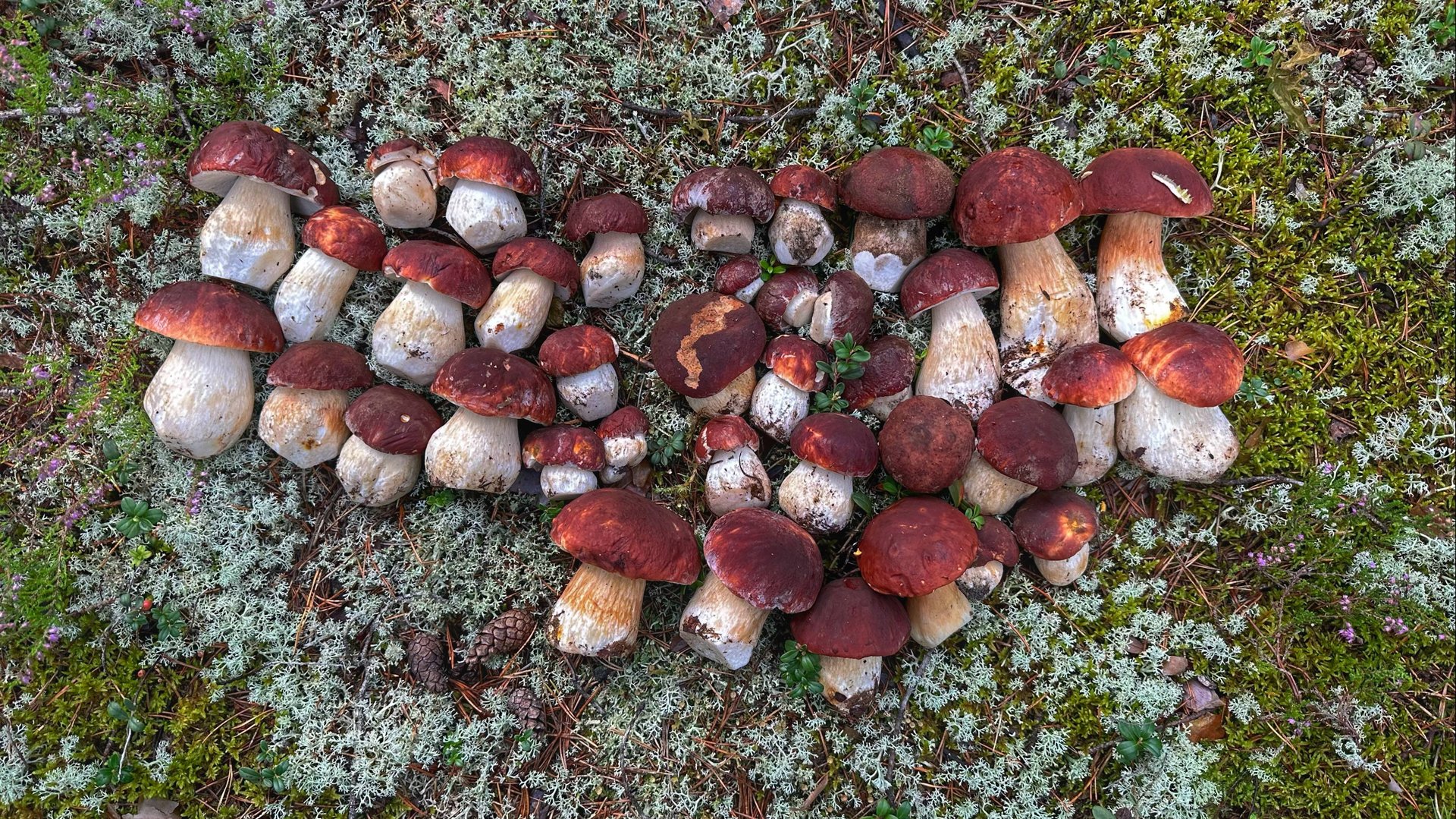 ТИХАЯ ОХОТА НА БОРОВИКИ! СОБИРАЕМ СОСНОВЫЕ БЕЛЫЕ ГРИБЫ В БОРУ НА БЕЛОМОШНИКЕ. ГРИБЫ 2024 смотреть онлайн
