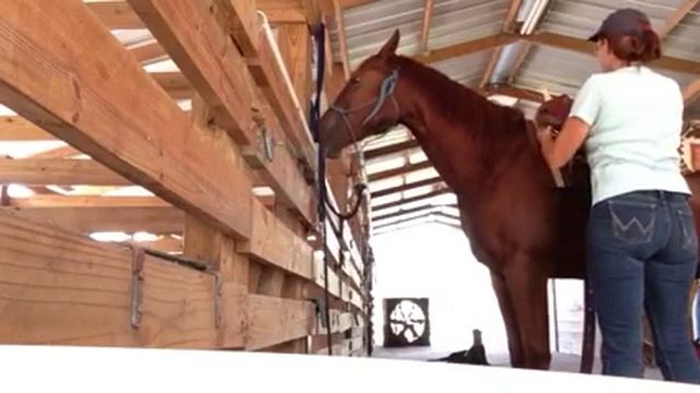 10-11-13. Tango saddling смотреть онлайн