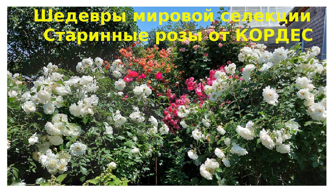 Розы Кордес. Шедевры прошлого века смотреть онлайн