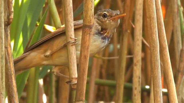 Common Cuckoo Chick Ejects Eggs Of Reed Warbler Out Of The Nest.David Attenborough's Opinion