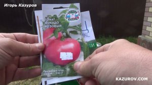 Томаты сорта Микадо розовый