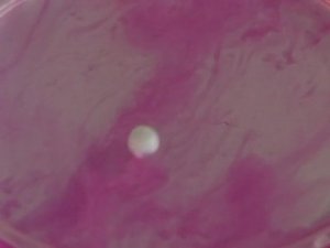 Химия. Опыты. Неорганика. Взаимодействие натрия с водой