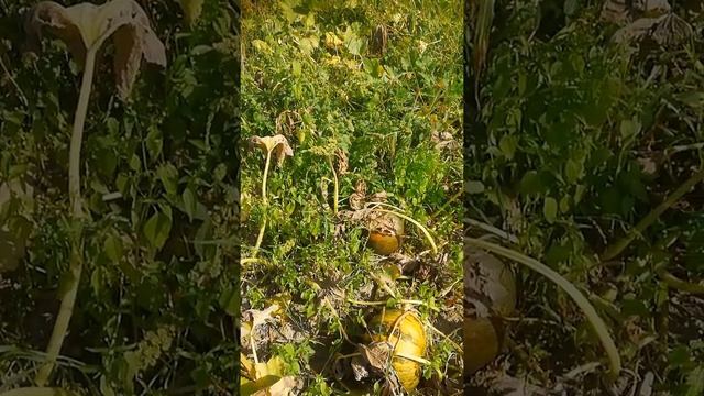 гарбузи Українка Лель 2022 смотреть онлайн