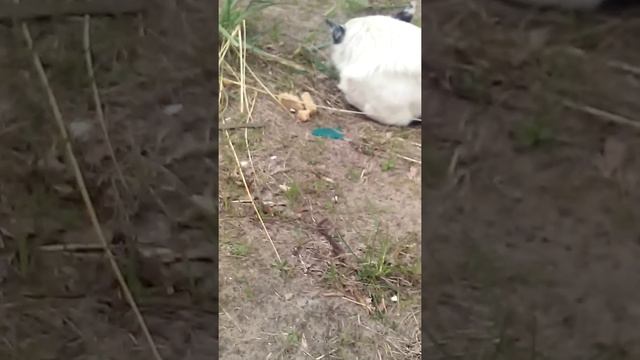 Бедная собака смотреть онлайн