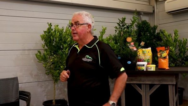 Introduction to Citrus Tree Care | The Greenery Garden & Home