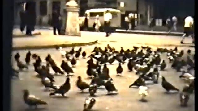 Воронеж. 1970 год. Голуби около Утюжка. смотреть онлайн