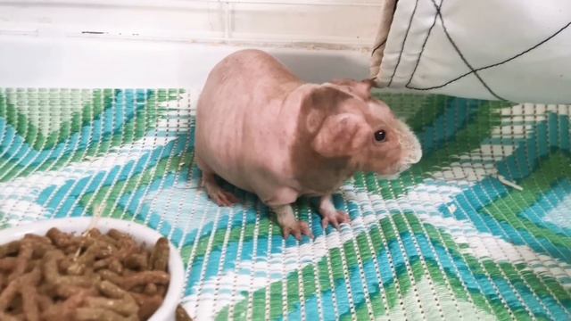 Морские свинки скинни) Ужин смотреть онлайн