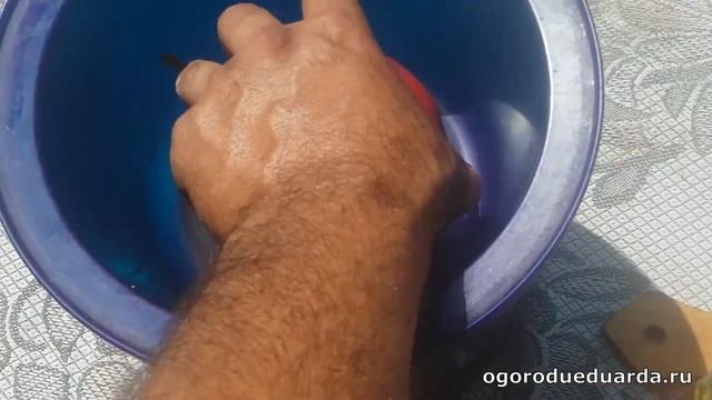 Показываю плоды томата Абаканский розовый смотреть онлайн