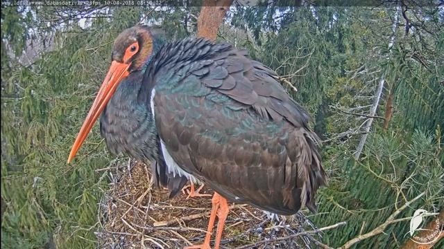 vai es neesmu foršiņš - Kaupo selfijs! 10.04.2018 смотреть онлайн