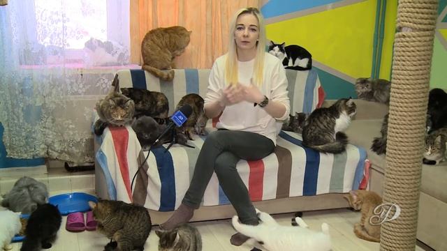 Можно ли оставлять подвальные продухи открытыми для кошек? смотреть онлайн