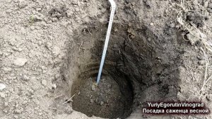 ? Весенняя посадка саженца винограда. 100% приживаемость. Правильная глубина посадки. Удобрение.