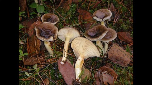 Hygrophorus hypothejus смотреть онлайн