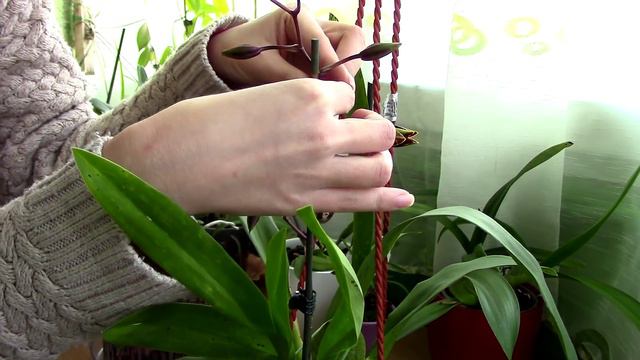 How to train Oncidium Orchid flowers to face you смотреть онлайн