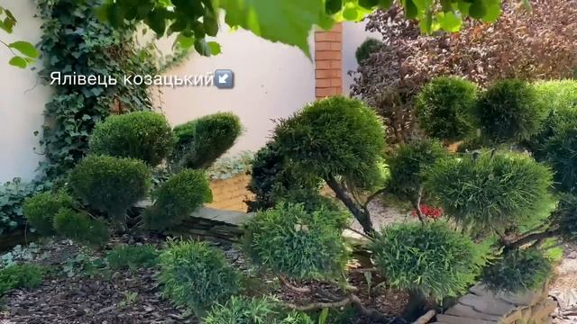 Сміливо сади ХВОЙНІ РОСЛИНИ - ялівці, сосни, ялини. Назви сортів. смотреть онлайн