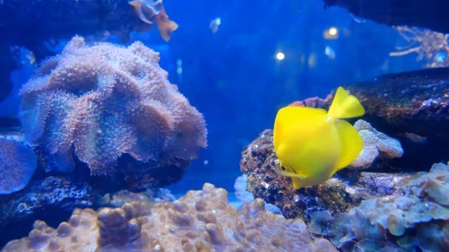 Beautiful Coral Reef Fish | Relaxing Ocean Fish | Ambient Relax Music - HD video смотреть онлайн