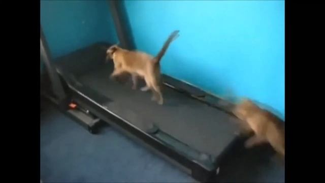 Самые смешные видео про котов Супер приколы смотреть онлайн