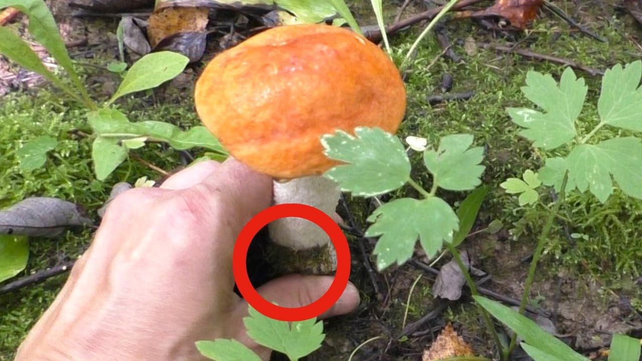 ГРИБЫ срезать или выкручивать? Как правильно? смотреть онлайн