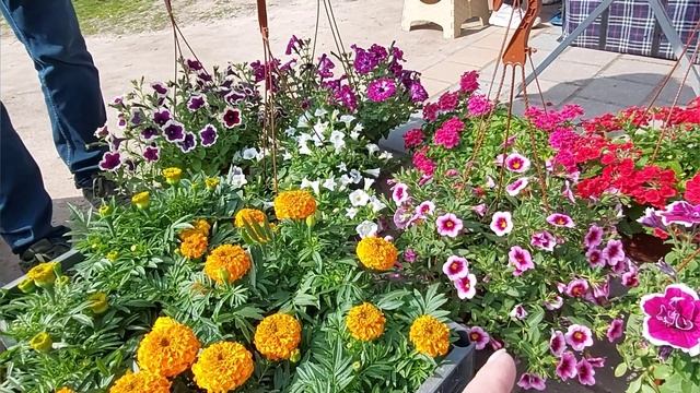 Цветочная рассада ??на рынке.Украшаем свои дачные участки. смотреть онлайн
