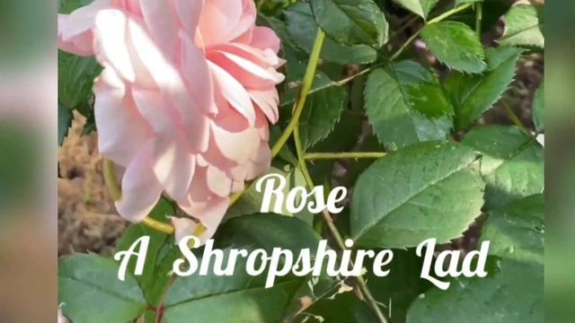 роза Э Шропшир Лэд смотреть онлайн