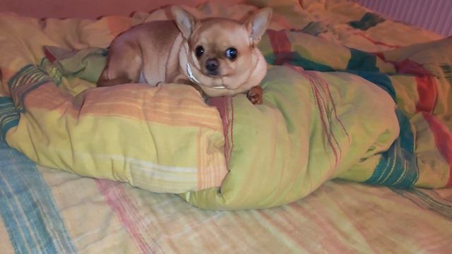 Славянск. 20. 12. 2022. Привет от Чичи! смотреть онлайн