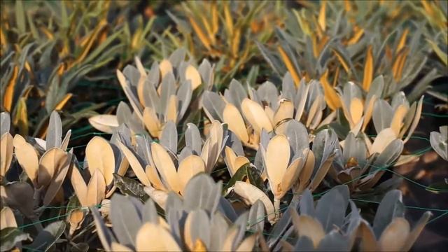 Film Basta Planter, Præsentation, August 2016